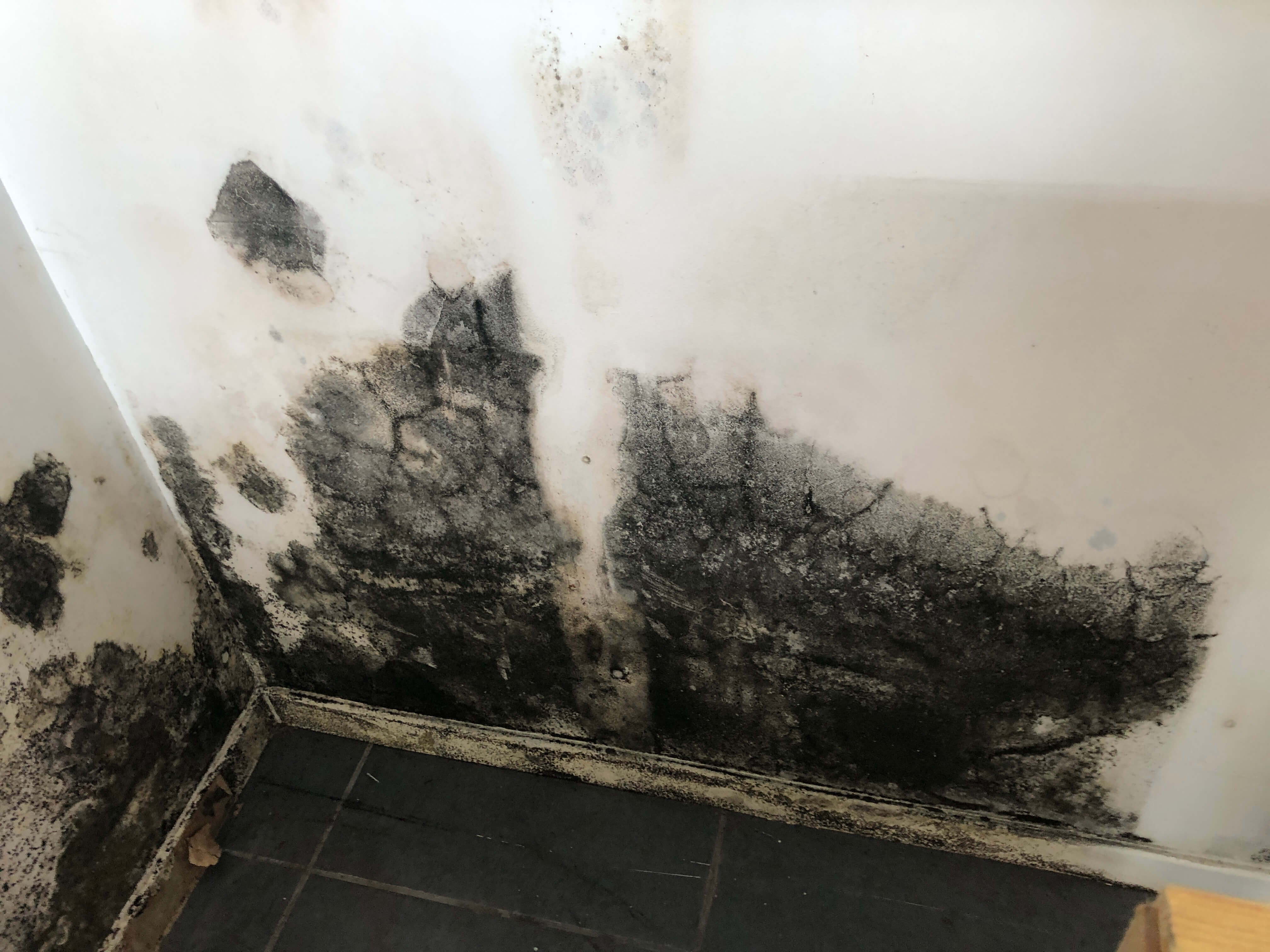 moisissure - dégât des eaux