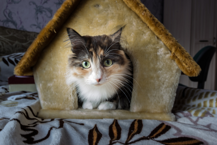Un logement adapté pour votre animal de compagnie